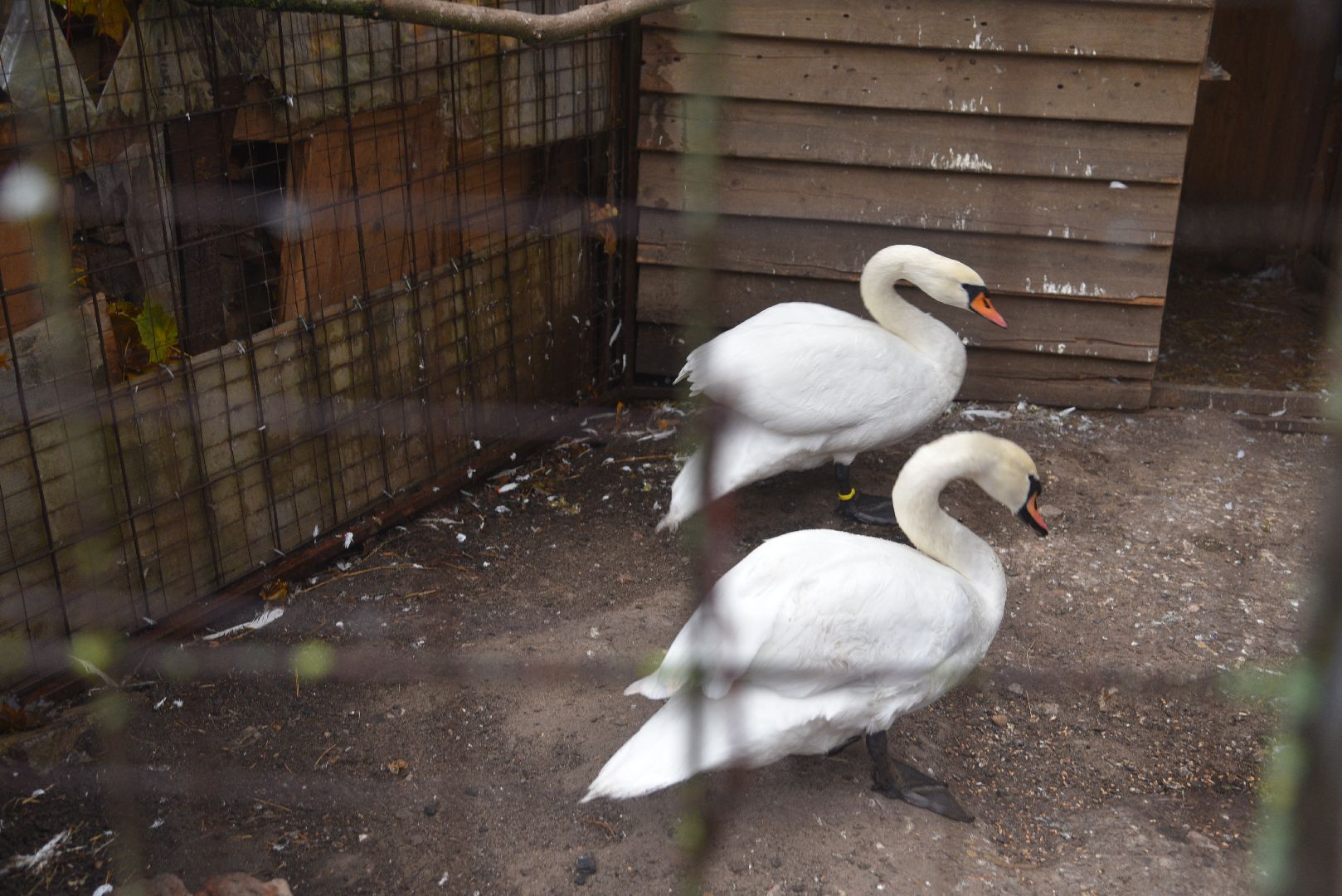 лотошино, лотошинский парк, лебеди, парки подмосковья, птицы подмосковья,