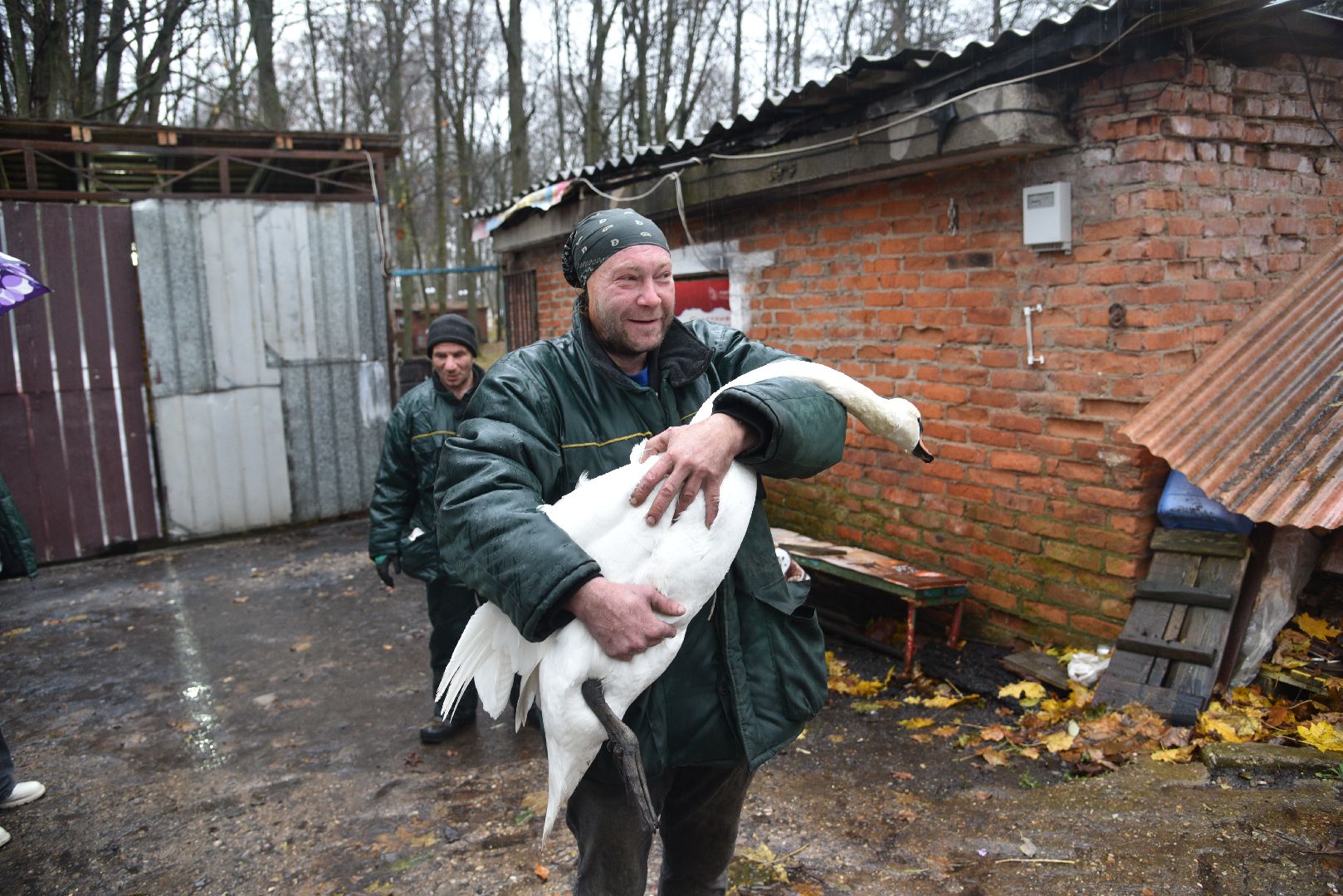 лотошино, лотошинский парк, лебеди, парки подмосковья, птицы подмосковья,