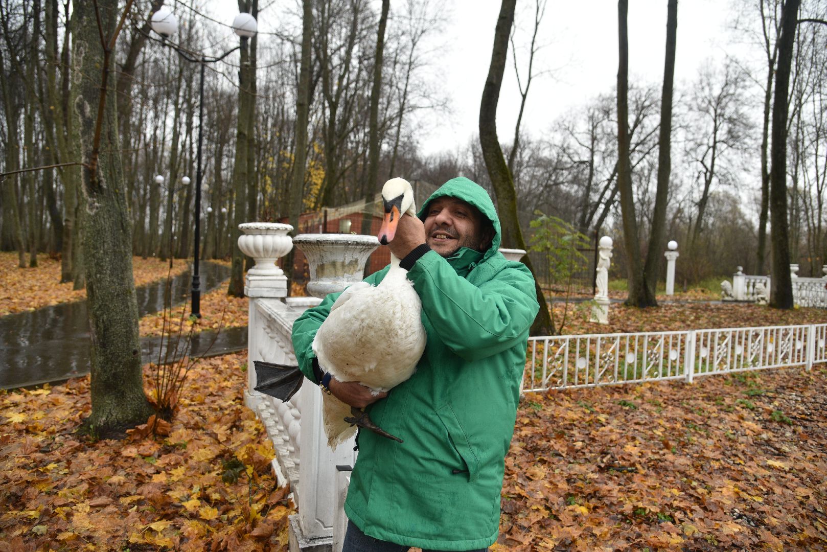 лотошино, лотошинский парк, лебеди, парки подмосковья, птицы подмосковья,