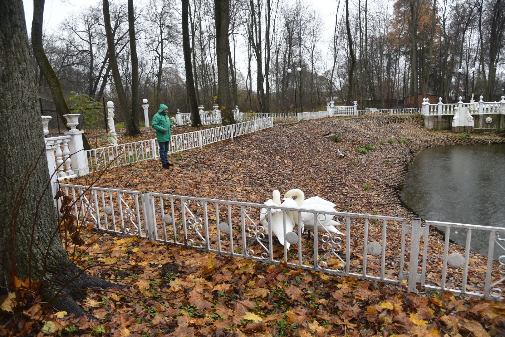 лотошино, лотошинский парк, лебеди, парки подмосковья, птицы подмосковья,