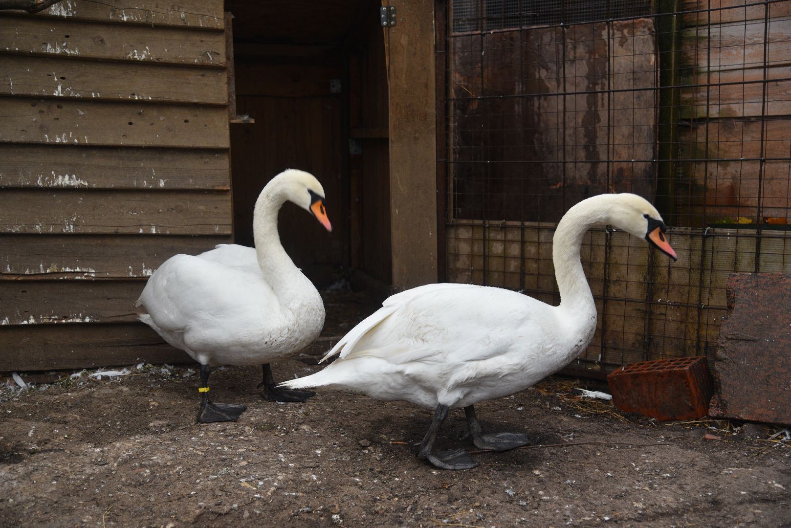 лотошино, лотошинский парк, лебеди, парки подмосковья, птицы подмосковья,
