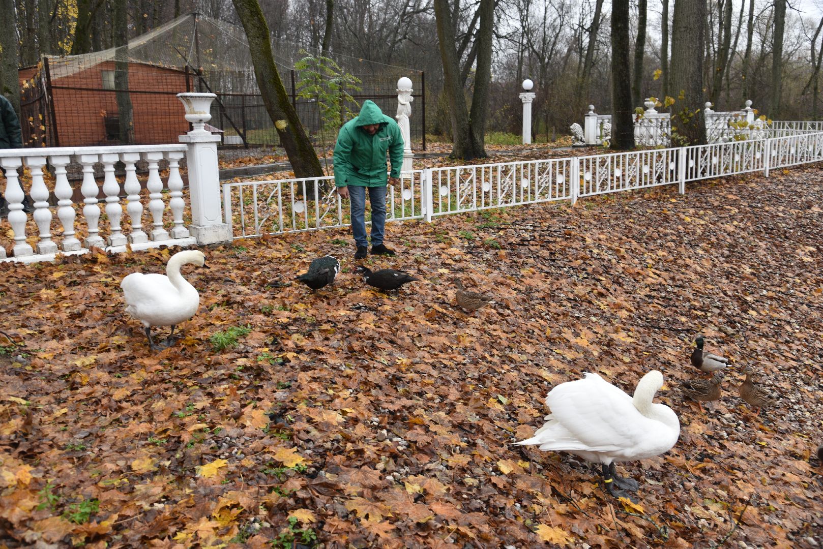 лотошино, лотошинский парк, лебеди, парки подмосковья, птицы подмосковья,