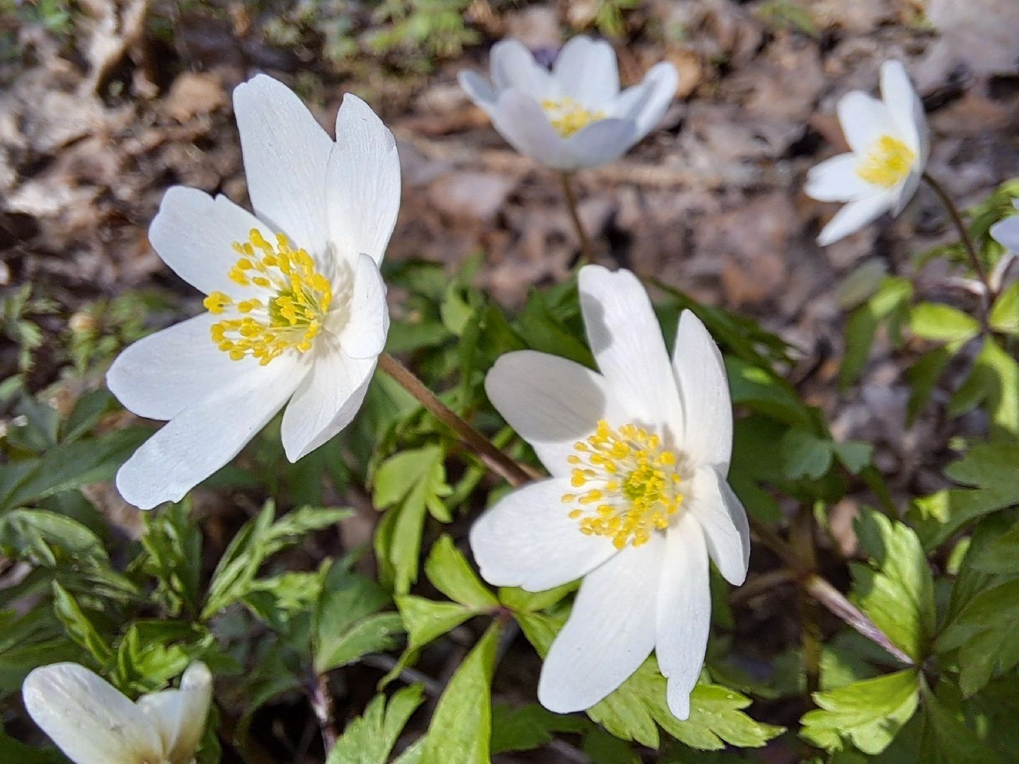 Ветреница дубравная, Красная книга, Цветы, Весна