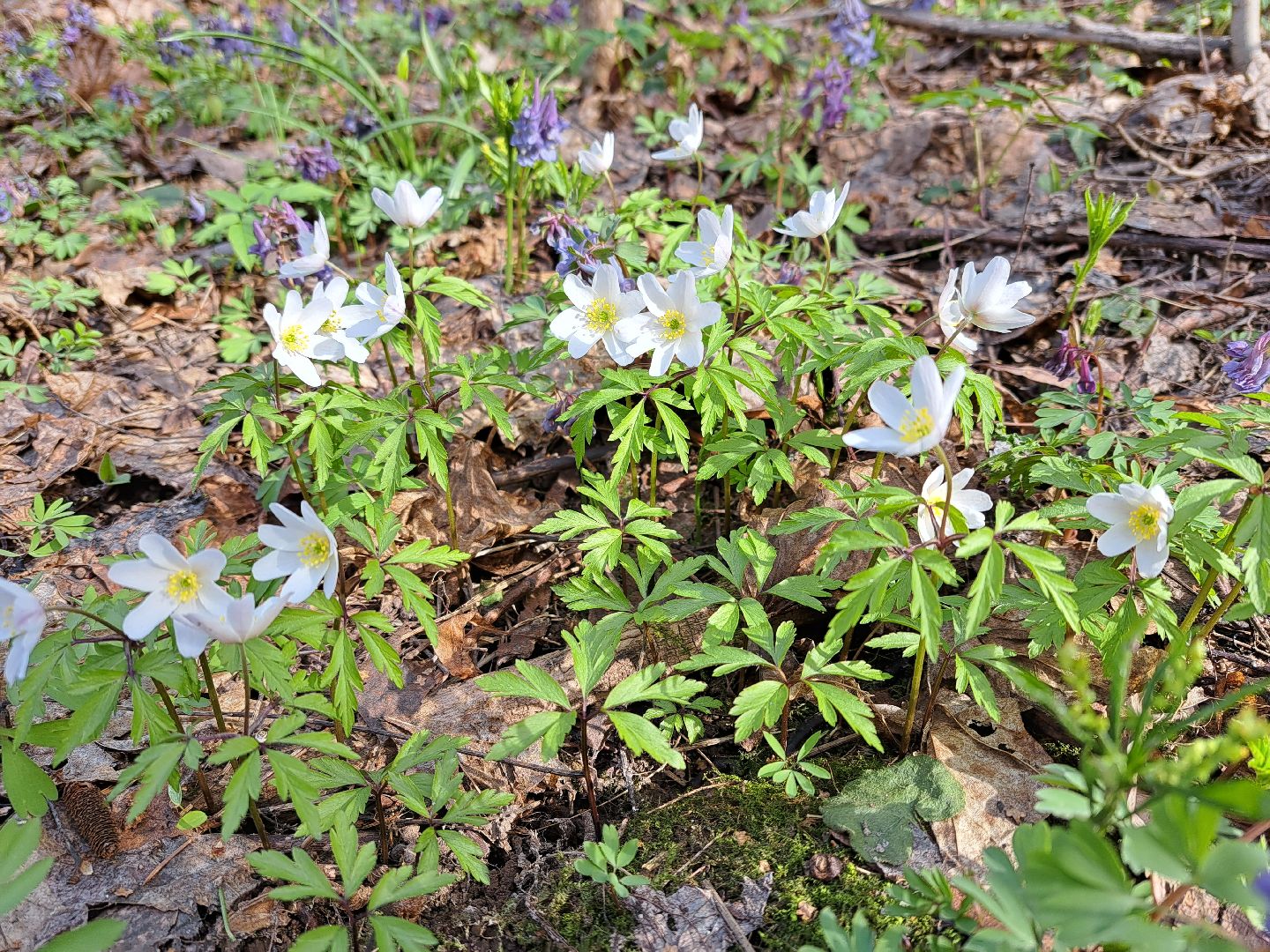 Ветреница дубравная, Красная книга, Цветы, Весна