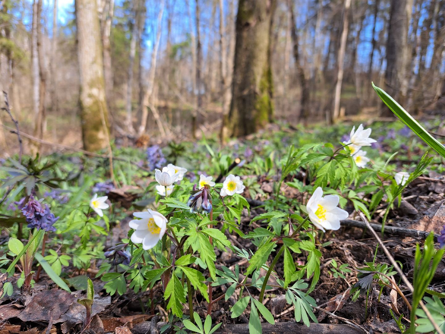 Ветреница дубравная, Красная книга, Цветы, Весна