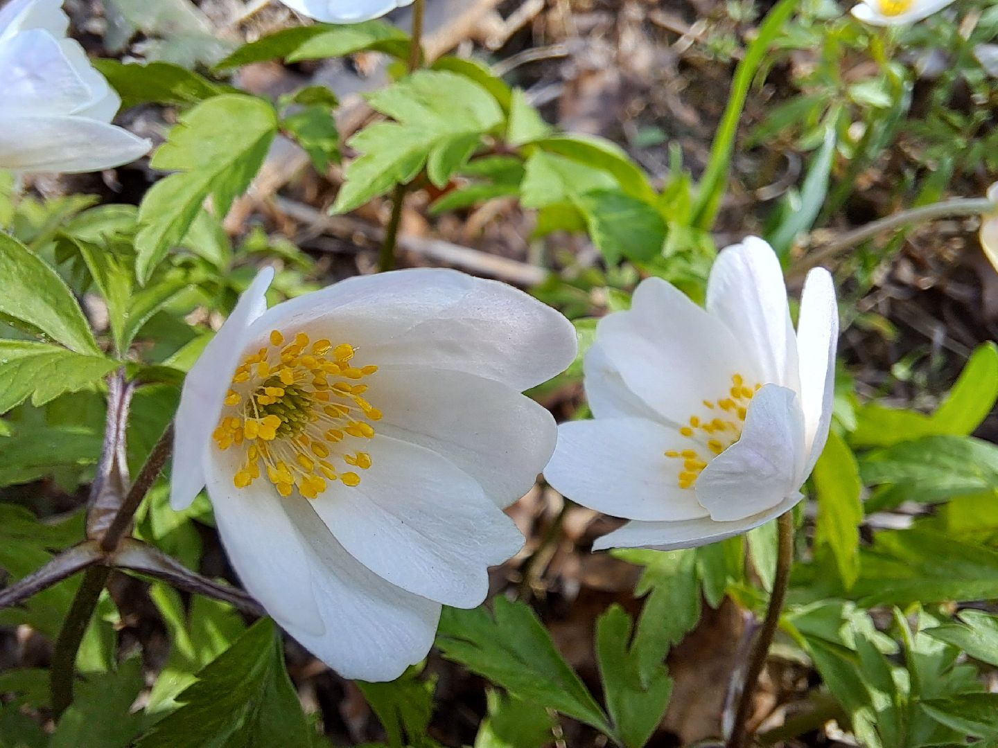Ветреница дубравная, Красная книга, Цветы, Весна