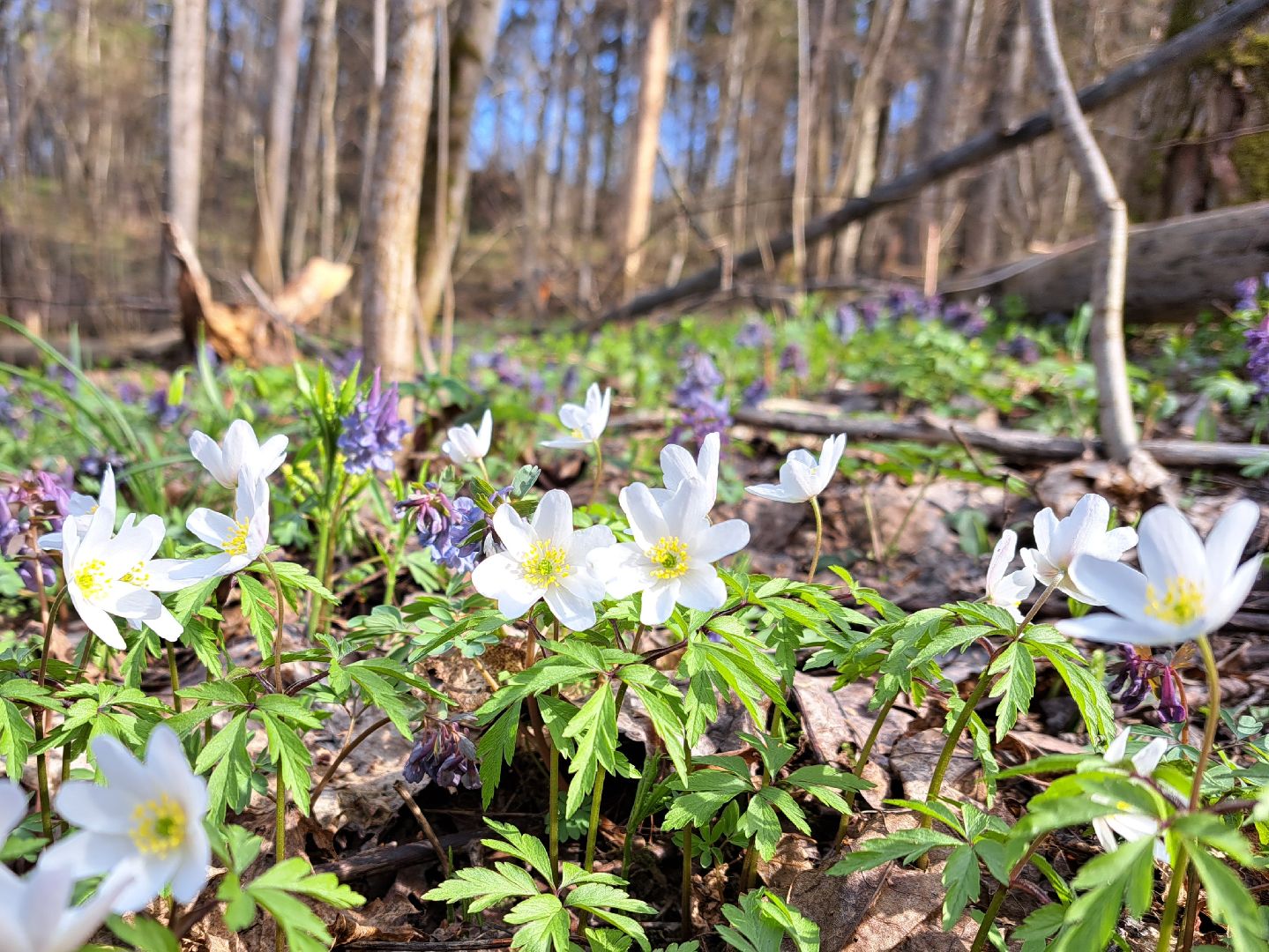Ветреница дубравная, Красная книга, Цветы, Весна