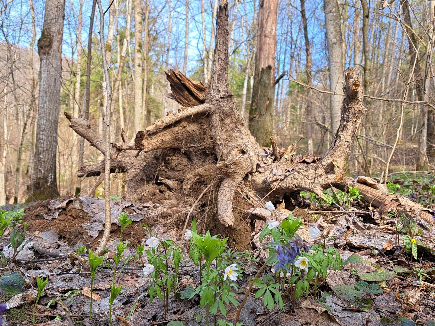Ветреница дубравная, Красная книга, Цветы, Весна