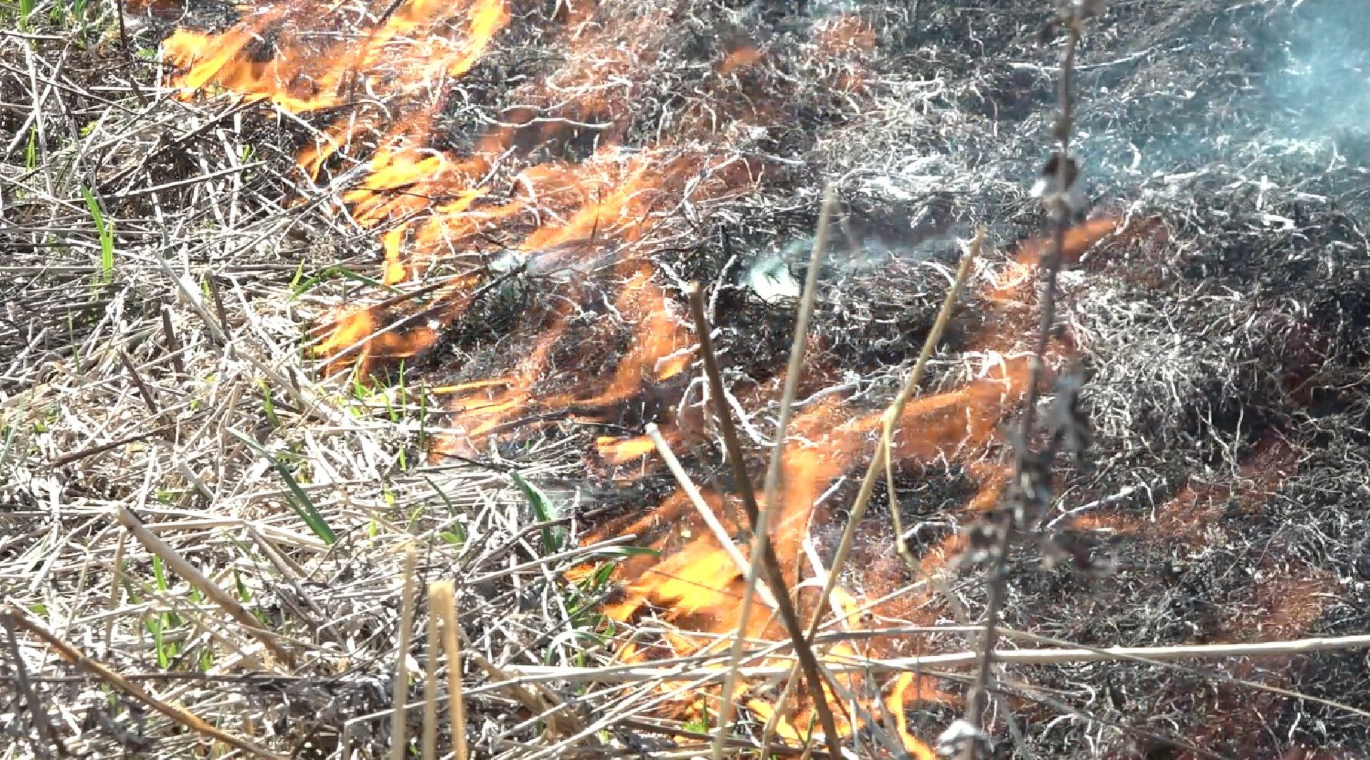 пол травы, Пожарные, опасность