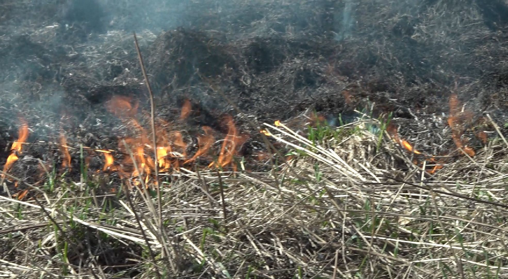 пол травы, Пожарные, опасность