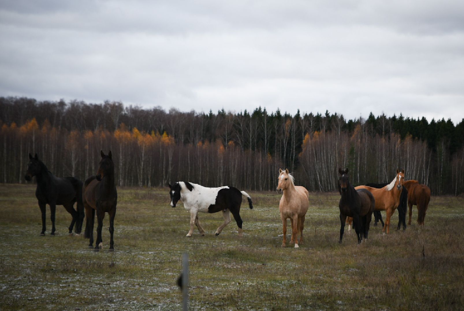 Бронницы, GERMES X-CROSS, Забег по пересеченной местности, Вертикалка, Вертикальное видео,