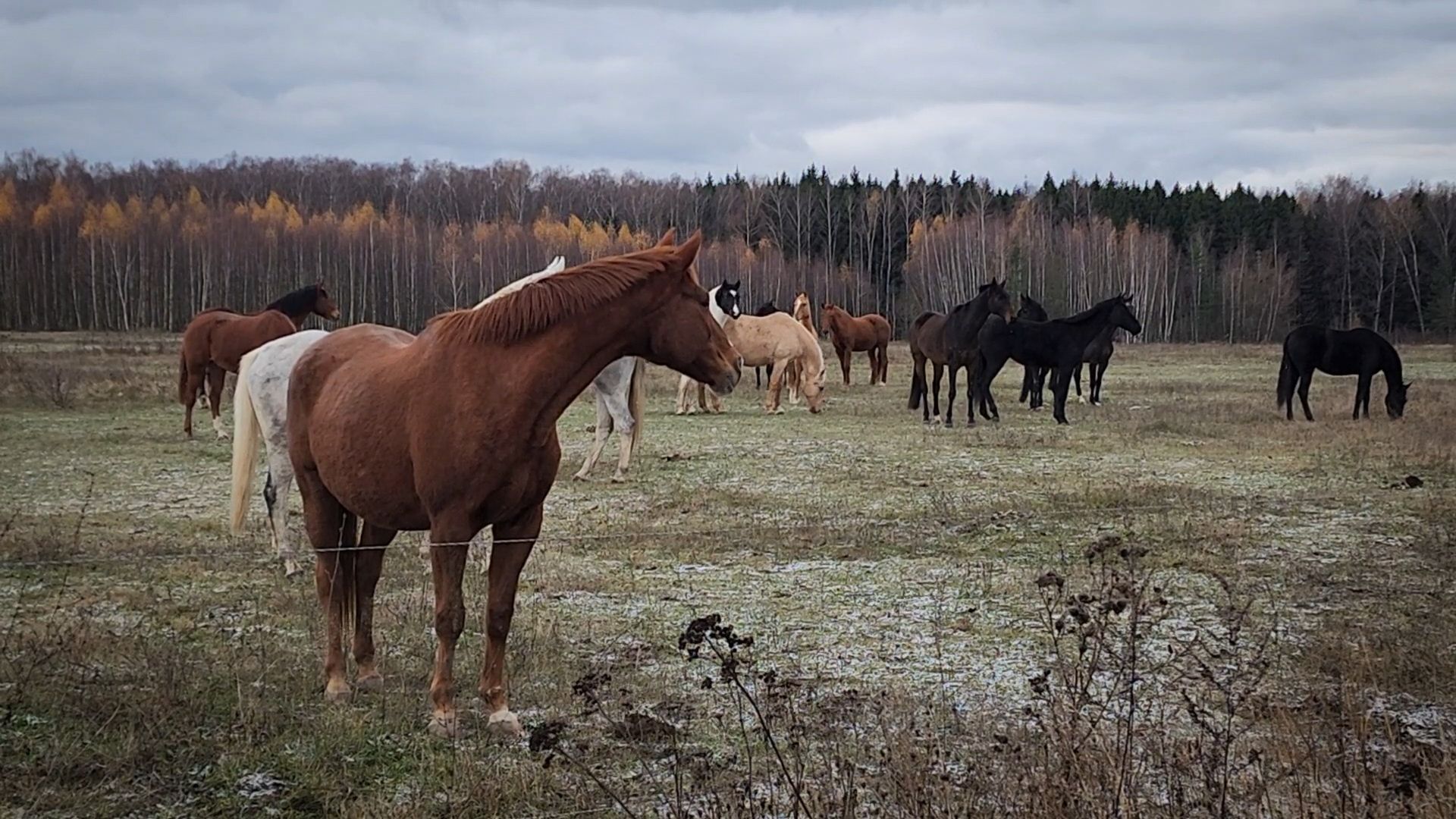 Бронницы, GERMES X-CROSS, Забег по пересеченной местности, Вертикалка, Вертикальное видео,