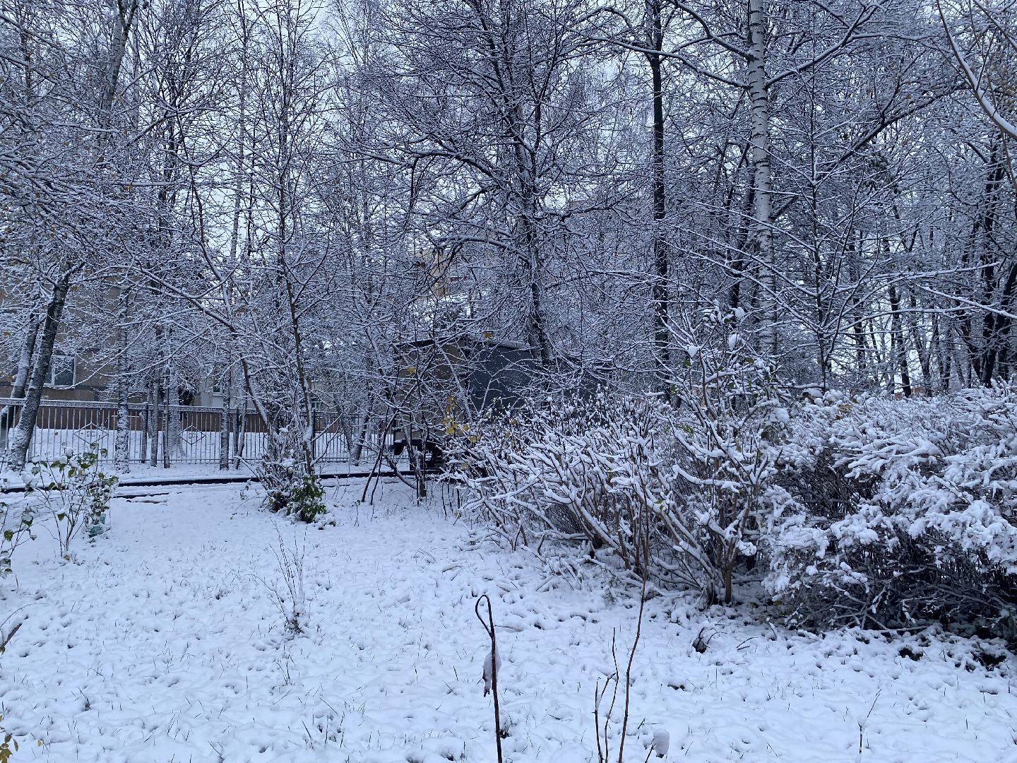 Снег, Уборка, Первый снег,