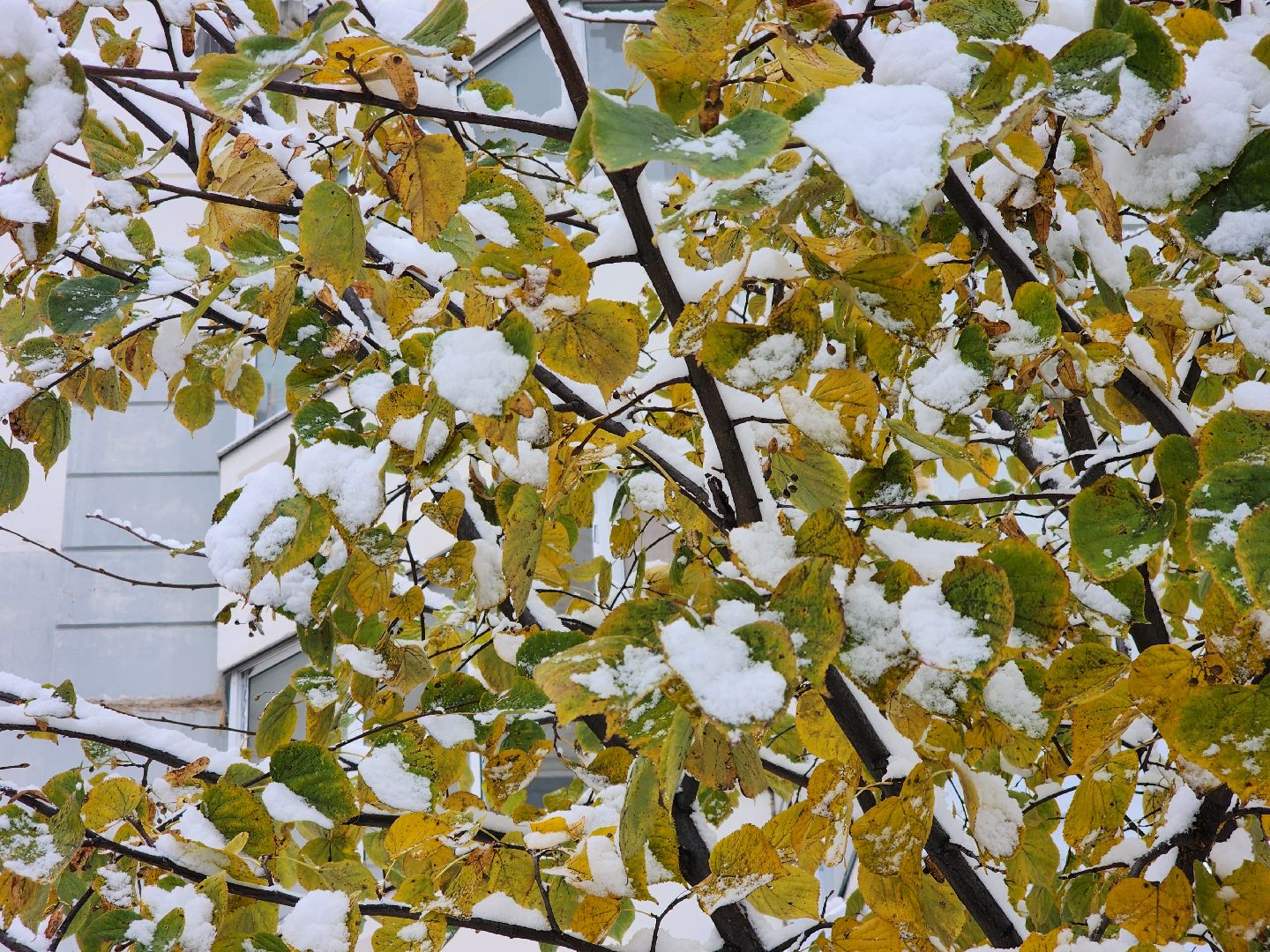 Подольск, уборка снега, коммунальщики, вертикалка,