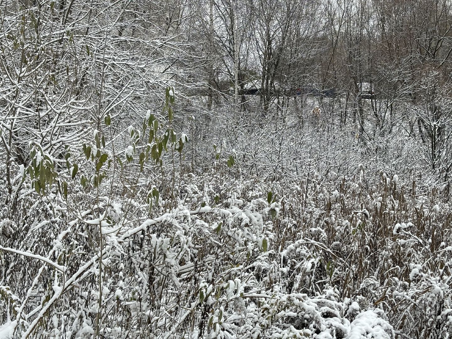 первый снег, снегопад, кучино, коммунальщики, вертикалки,