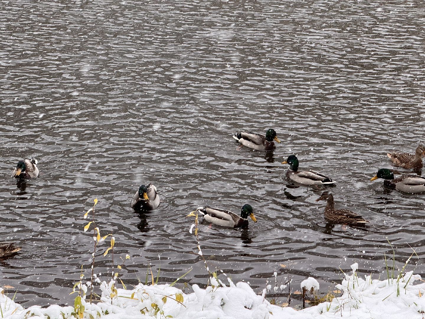 Одинцово, Уборка снега, Первый снегопад,вертикалка, вертикальное видео, коммунальщики,