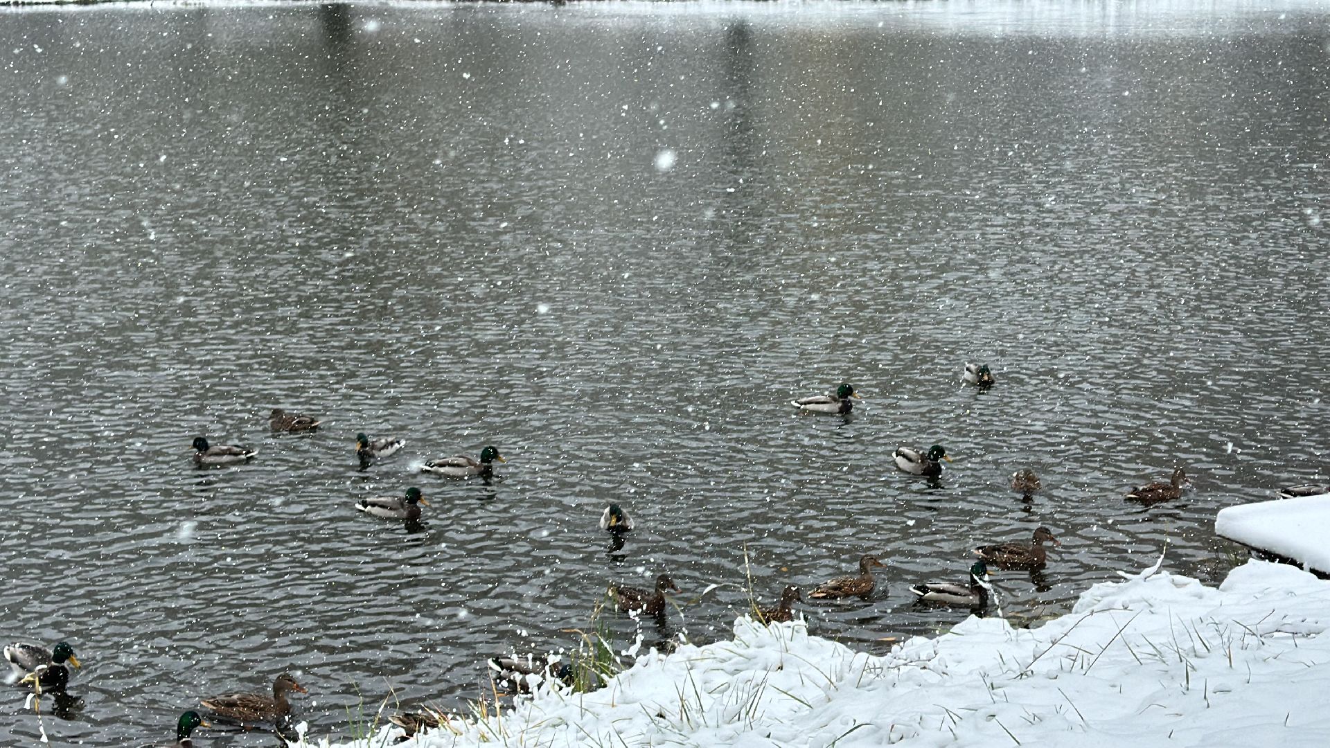 Одинцово, Уборка снега, Первый снегопад,вертикалка, вертикальное видео, коммунальщики,