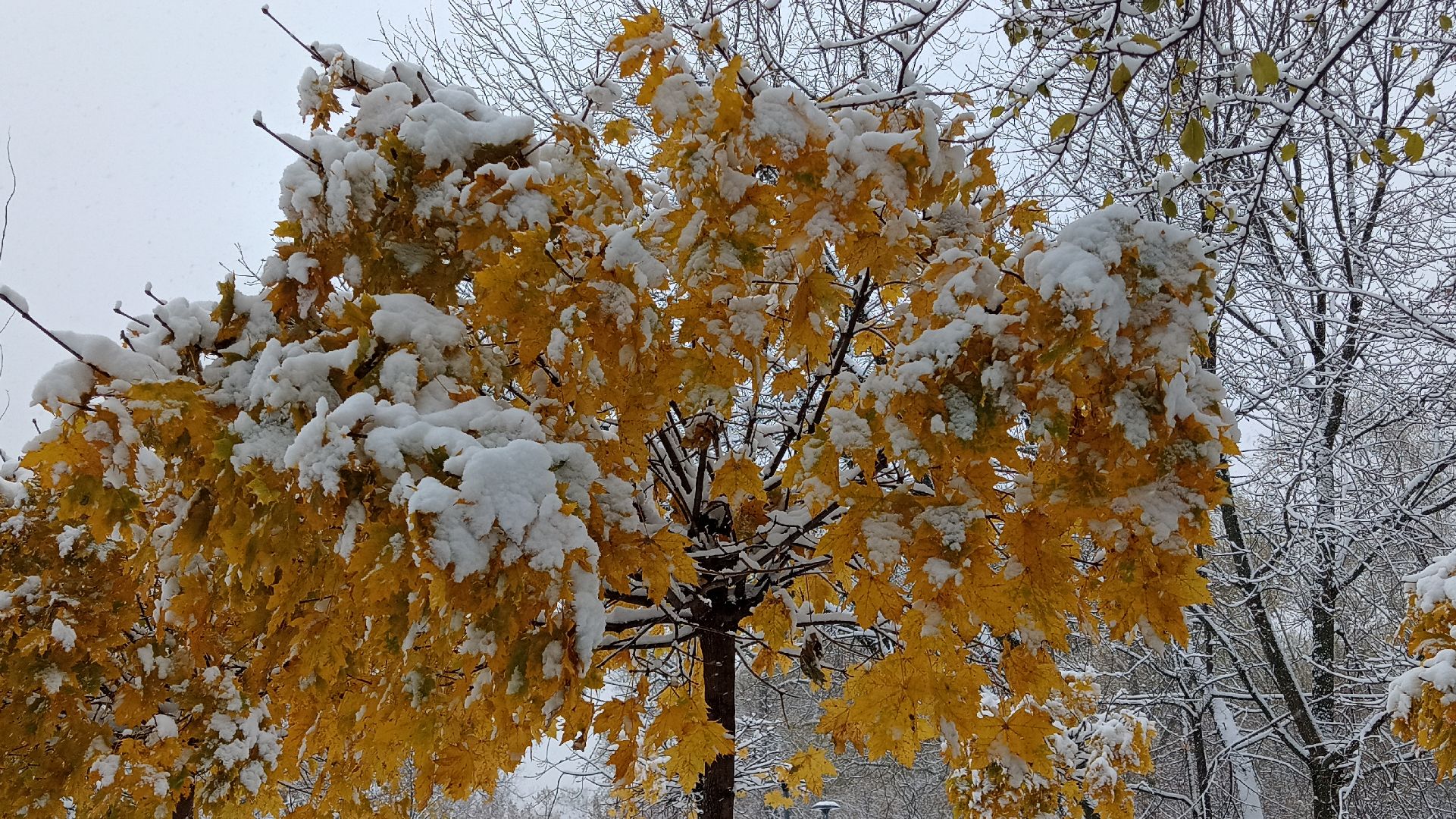 Реутов, День народного единства, праздник, вертикалки, конкурсы, мастер-класс,