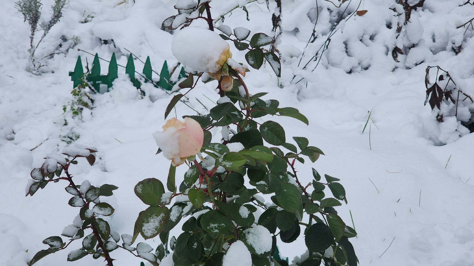 Звенигород, день народного единства, вертикалка,Самое популярное блюдо,Вертикальное видео,