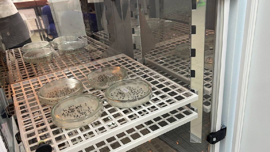 Наука, ВНИИСОК, Овощеводство, Молодые учёные, Одинцово