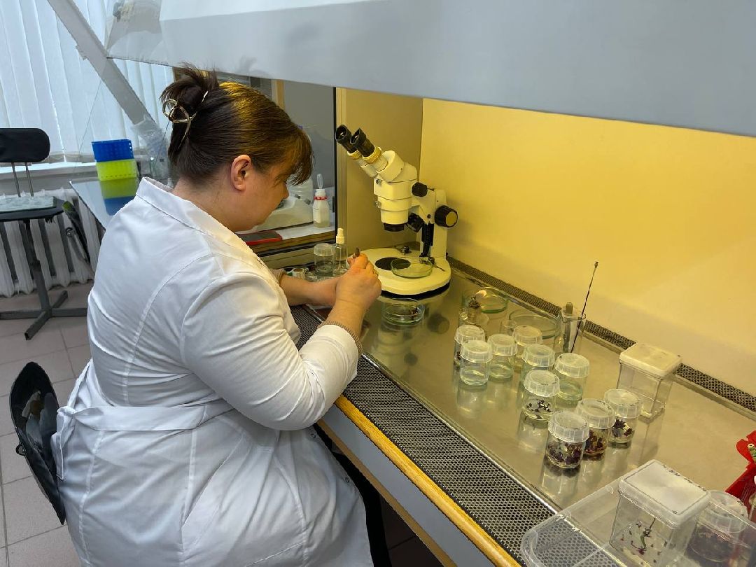 Наука, ВНИИСОК, Овощеводство, Молодые учёные, Одинцово