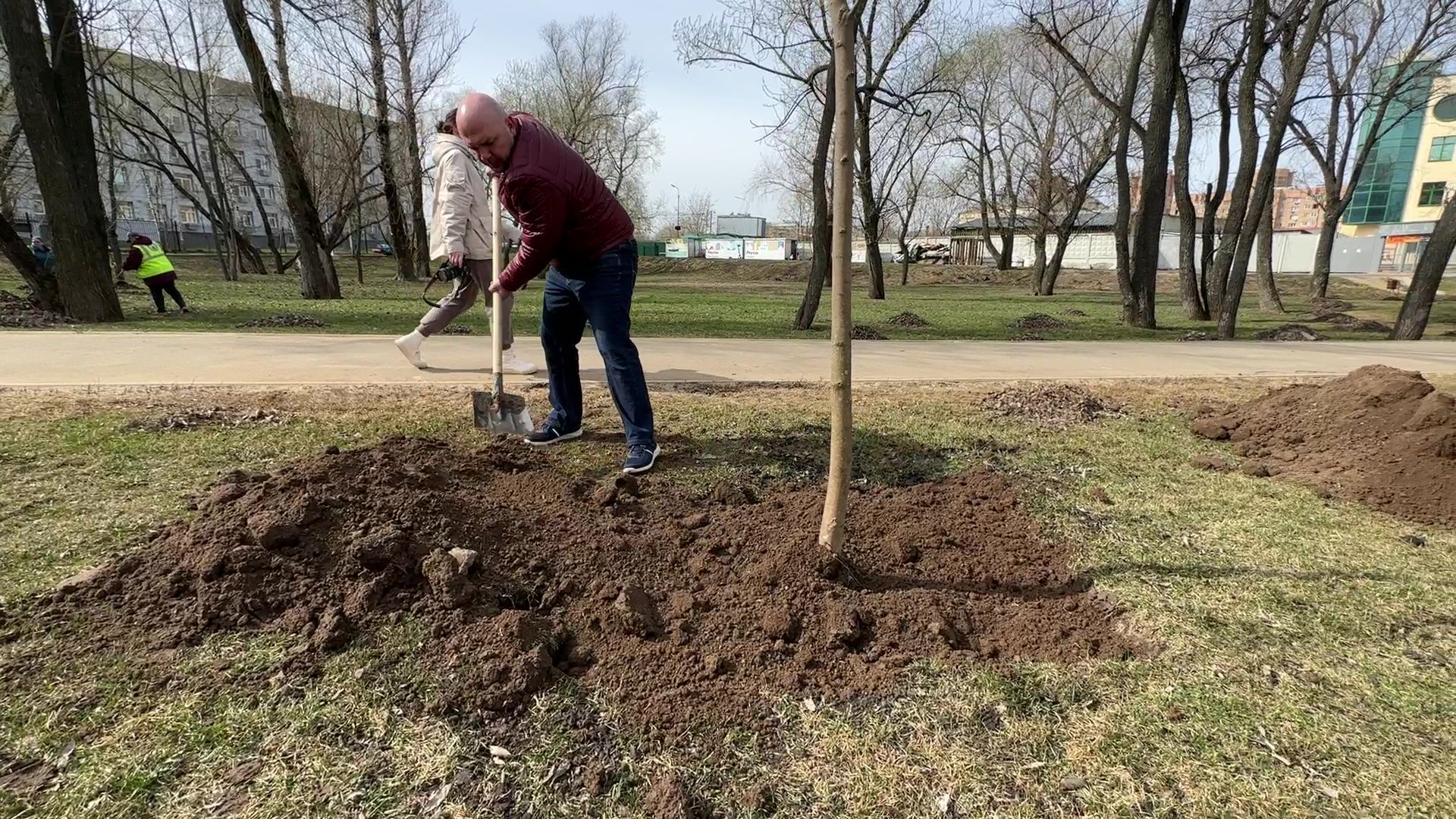 Реутов, высадка деревьев, клёны, Фабричный пруд