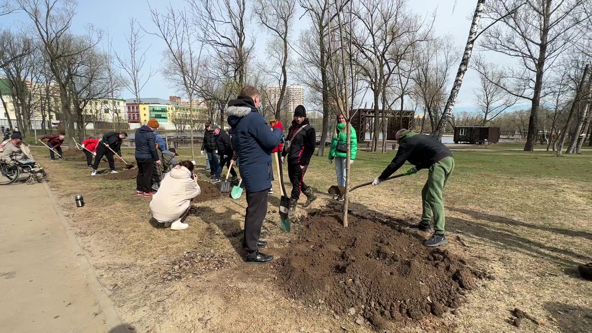 Реутов, высадка деревьев, клёны, Фабричный пруд
