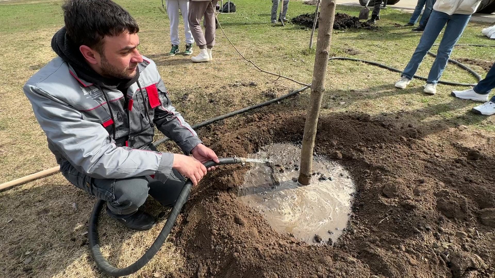 Реутов, высадка деревьев, клёны, Фабричный пруд