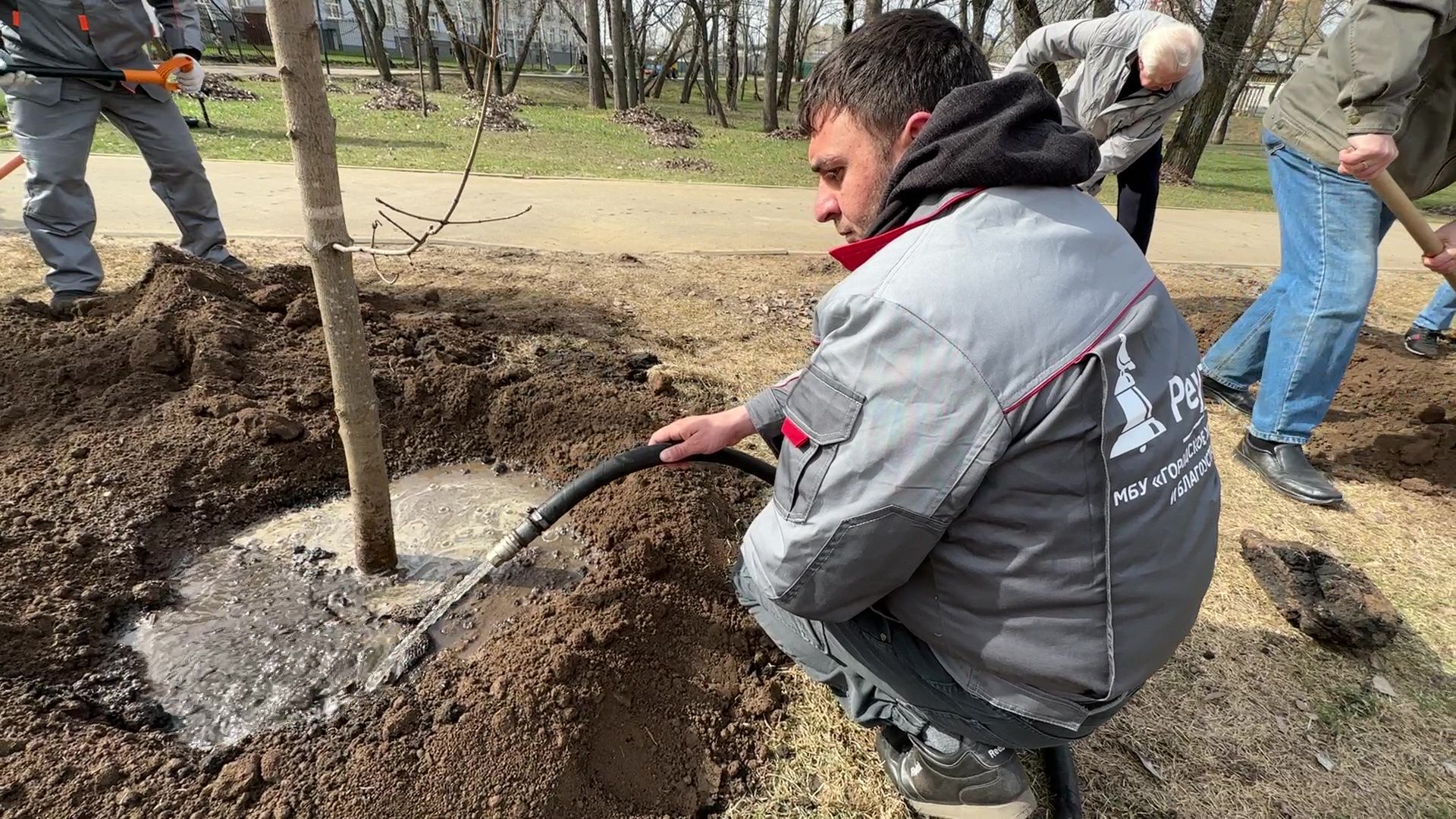 Реутов, высадка деревьев, клёны, Фабричный пруд