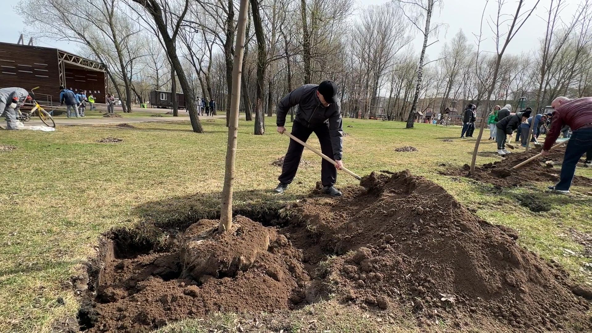 Реутов, высадка деревьев, клёны, Фабричный пруд