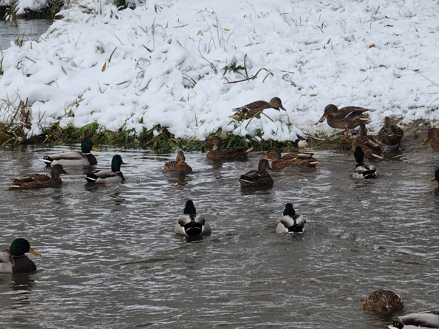 праздник в парке, первый снег, день народного единства, вертикалка,