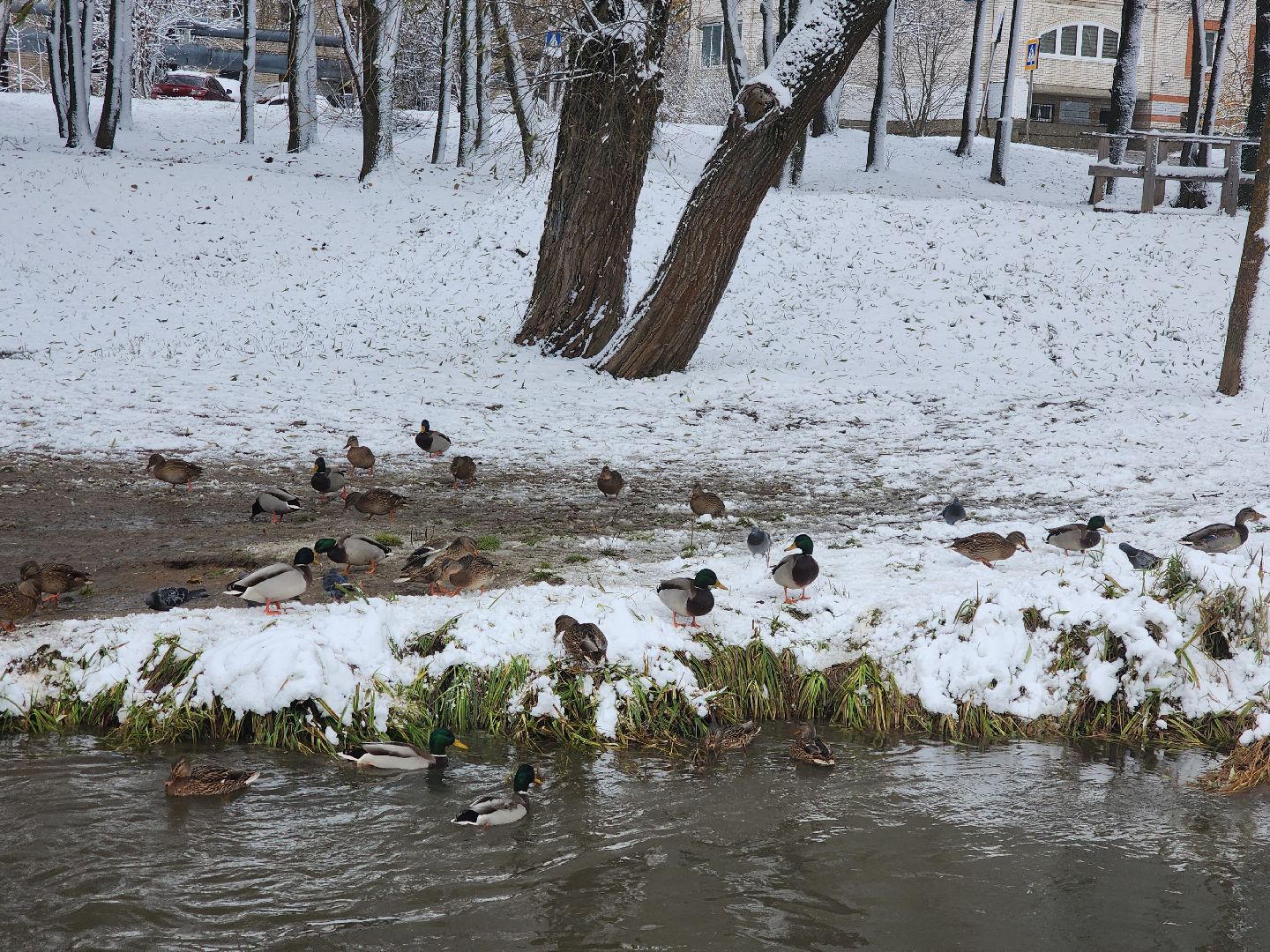 праздник в парке, первый снег, день народного единства, вертикалка,