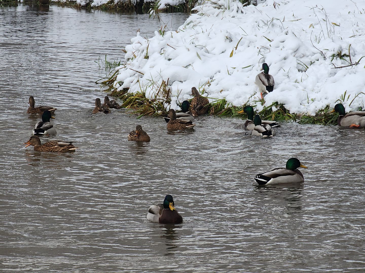 праздник в парке, первый снег, день народного единства, вертикалка,