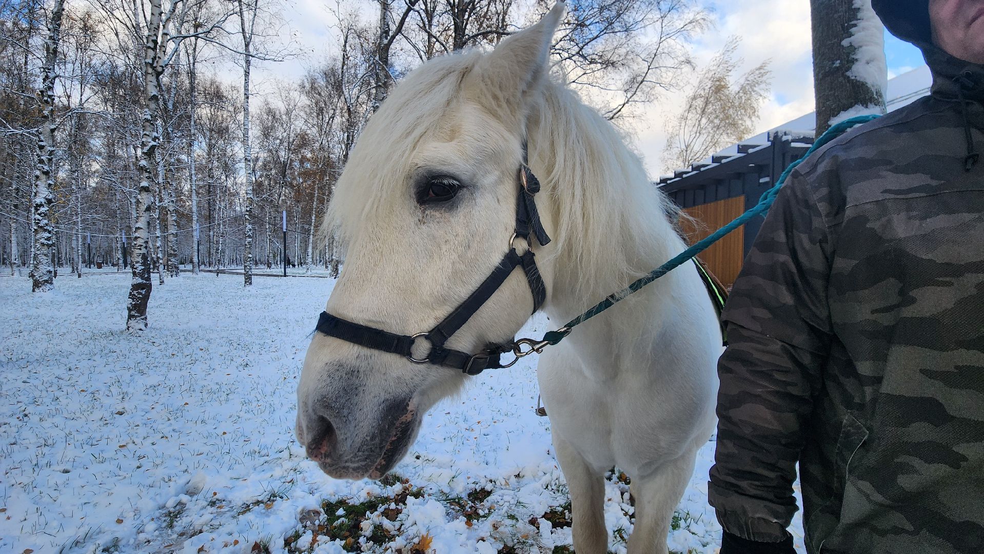 Катание на лошадях, Парк, день народного единства, Лобня, вертикалка,