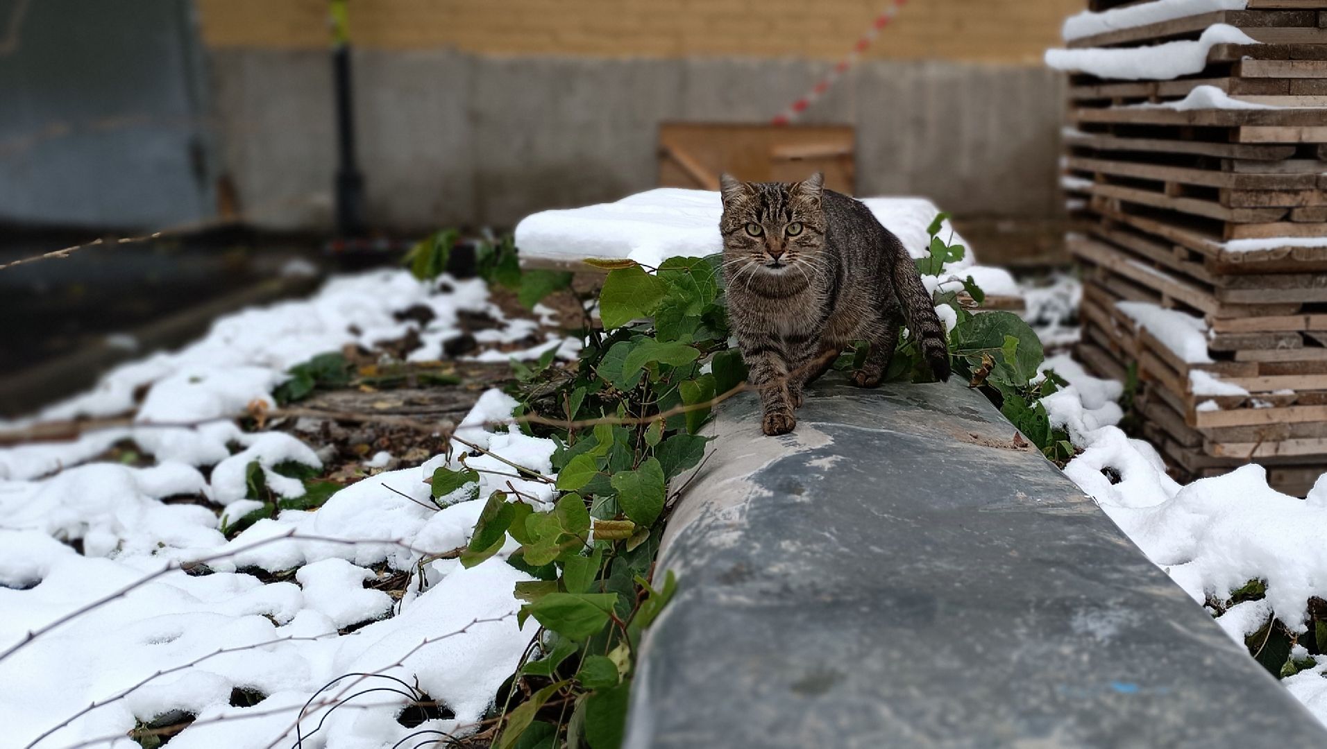 благоустройство, детская площадка, лобня, вертикалка,