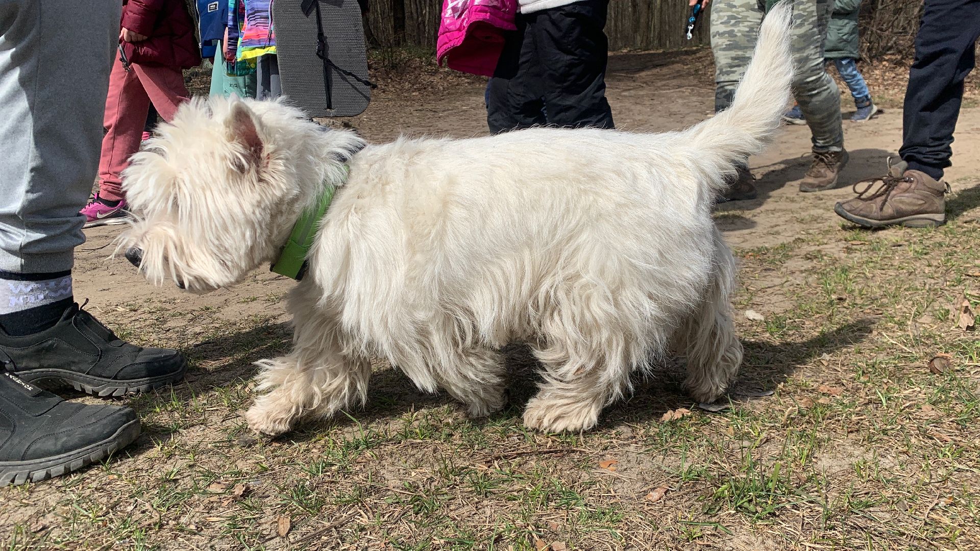 Ступино, островок, Зеленый остров, экология, инициативы