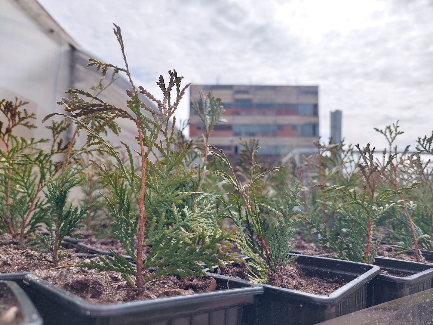 благоустройство, экология, Воскресенск