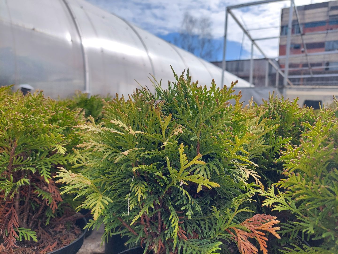 благоустройство, экология, Воскресенск