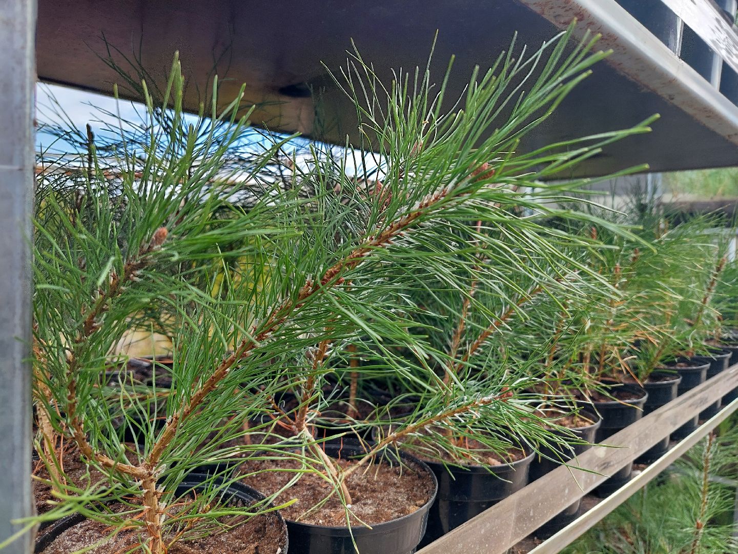 благоустройство, экология, Воскресенск