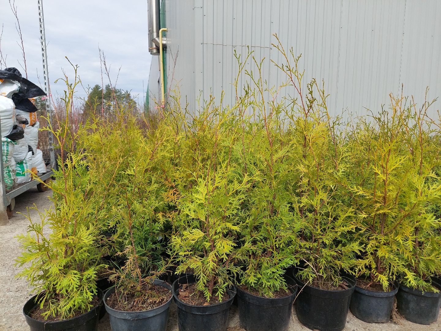 благоустройство, экология, Воскресенск