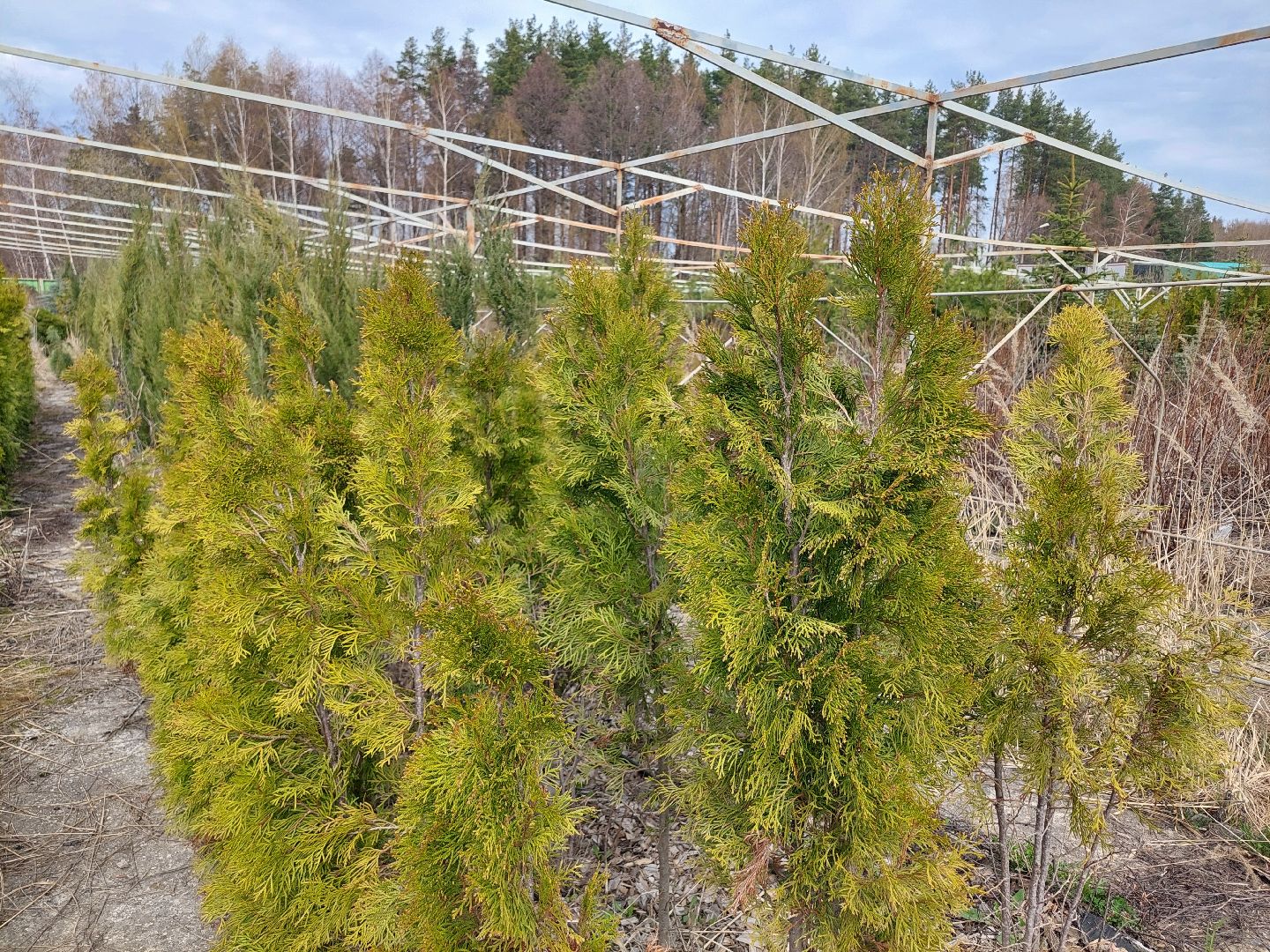 благоустройство, экология, Воскресенск