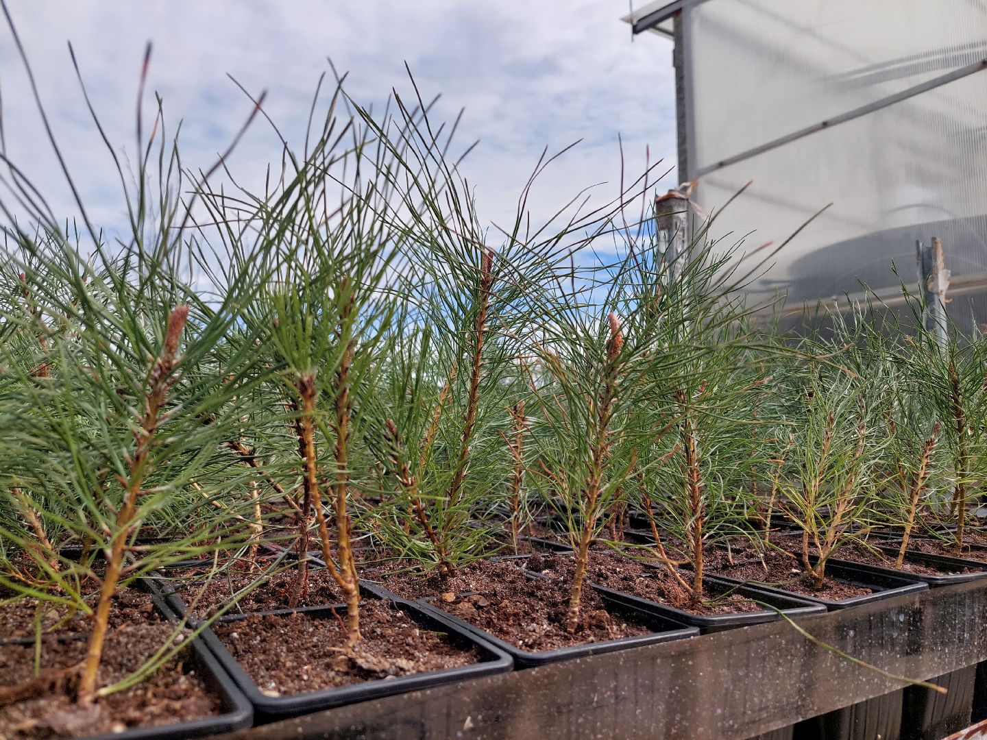 благоустройство, экология, Воскресенск