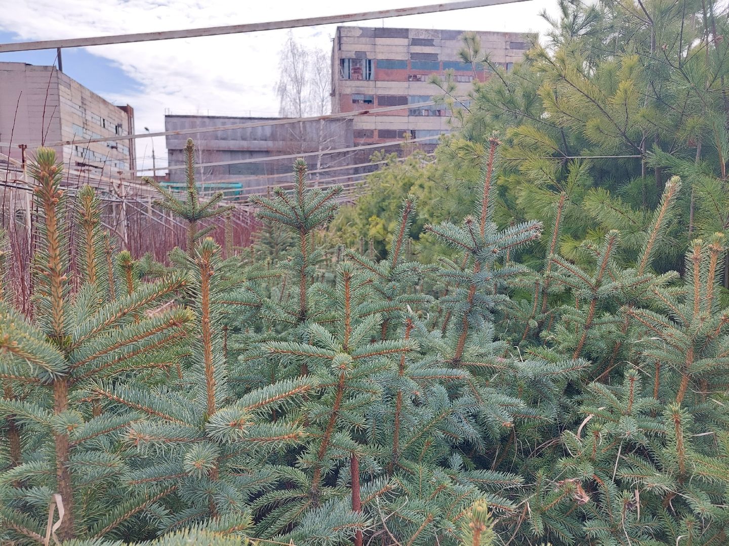 благоустройство, экология, Воскресенск