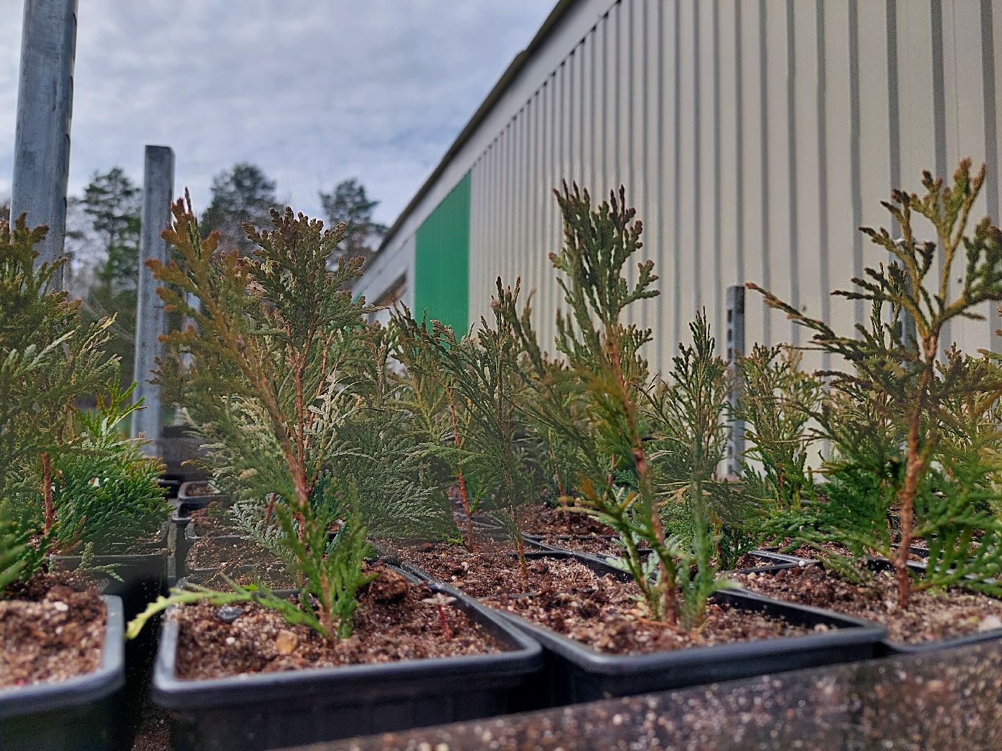 благоустройство, экология, Воскресенск