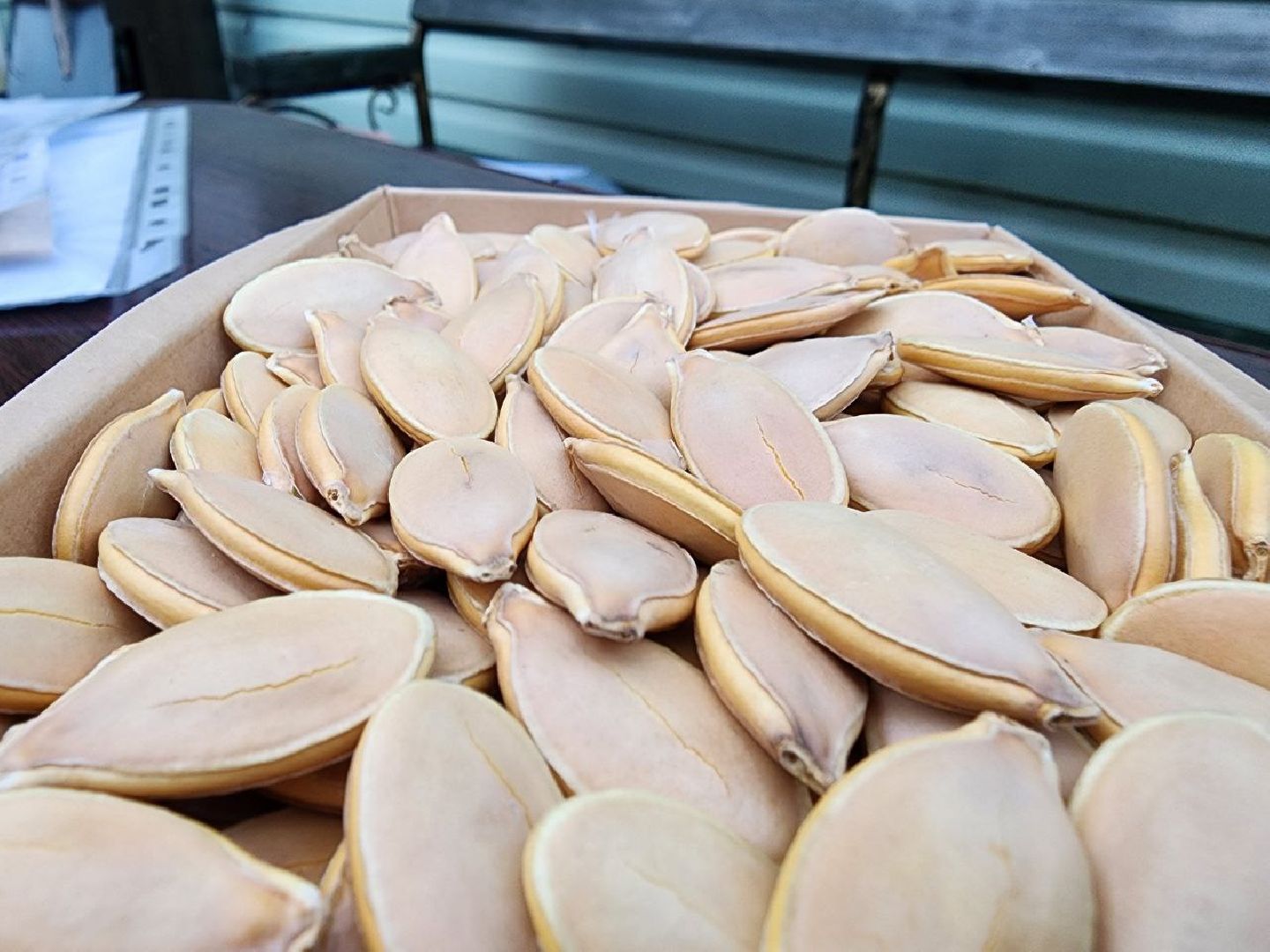 можайск, можайский городской округ, подмосковье, тыква-гигант, спецоперация, помощь сво, благотворительность, акция, доброе дело, урожай гигантских овощей, помощь курской и белгородской областям,