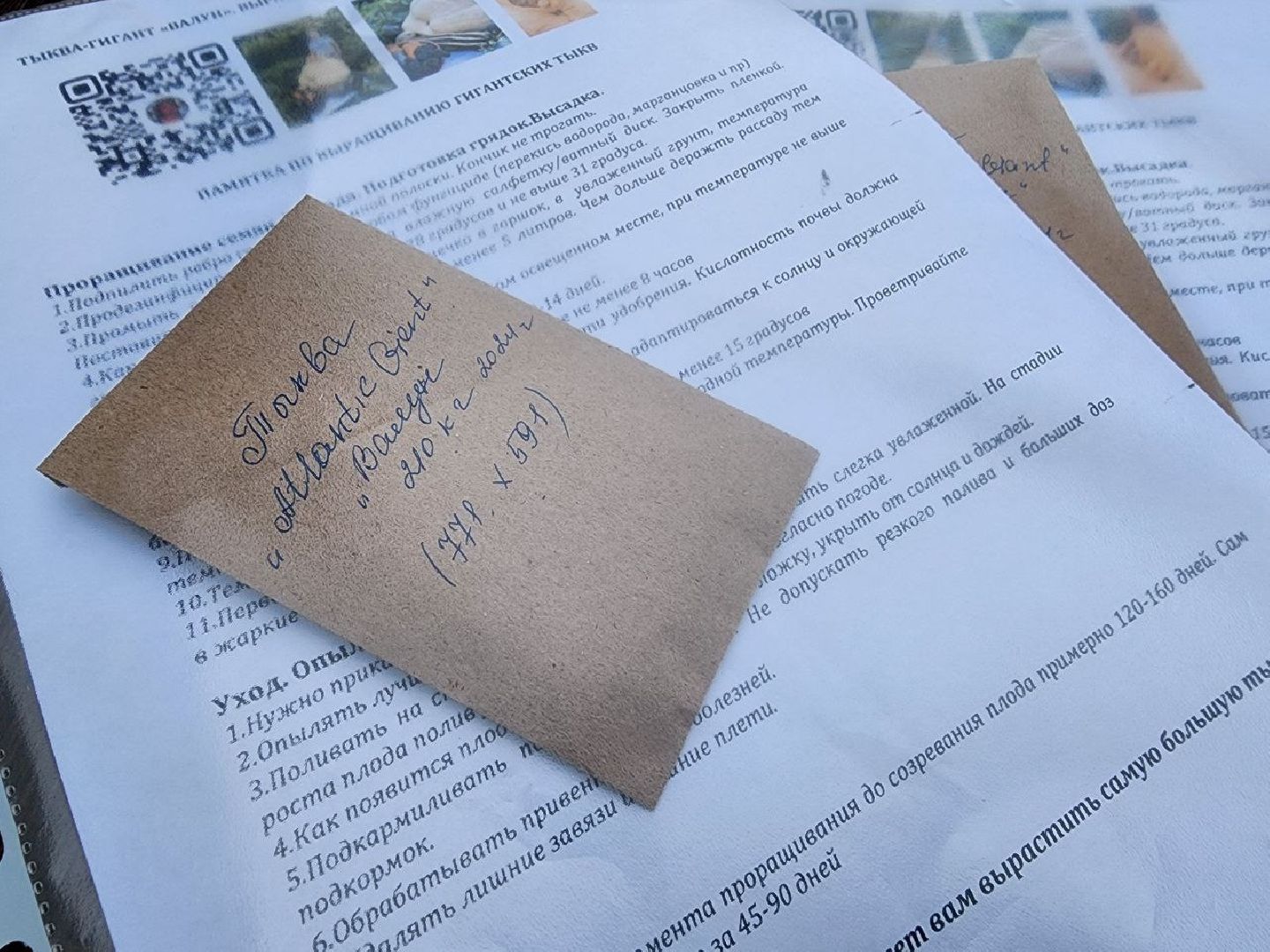 можайск, можайский городской округ, подмосковье, тыква-гигант, спецоперация, помощь сво, благотворительность, акция, доброе дело, урожай гигантских овощей, помощь курской и белгородской областям,