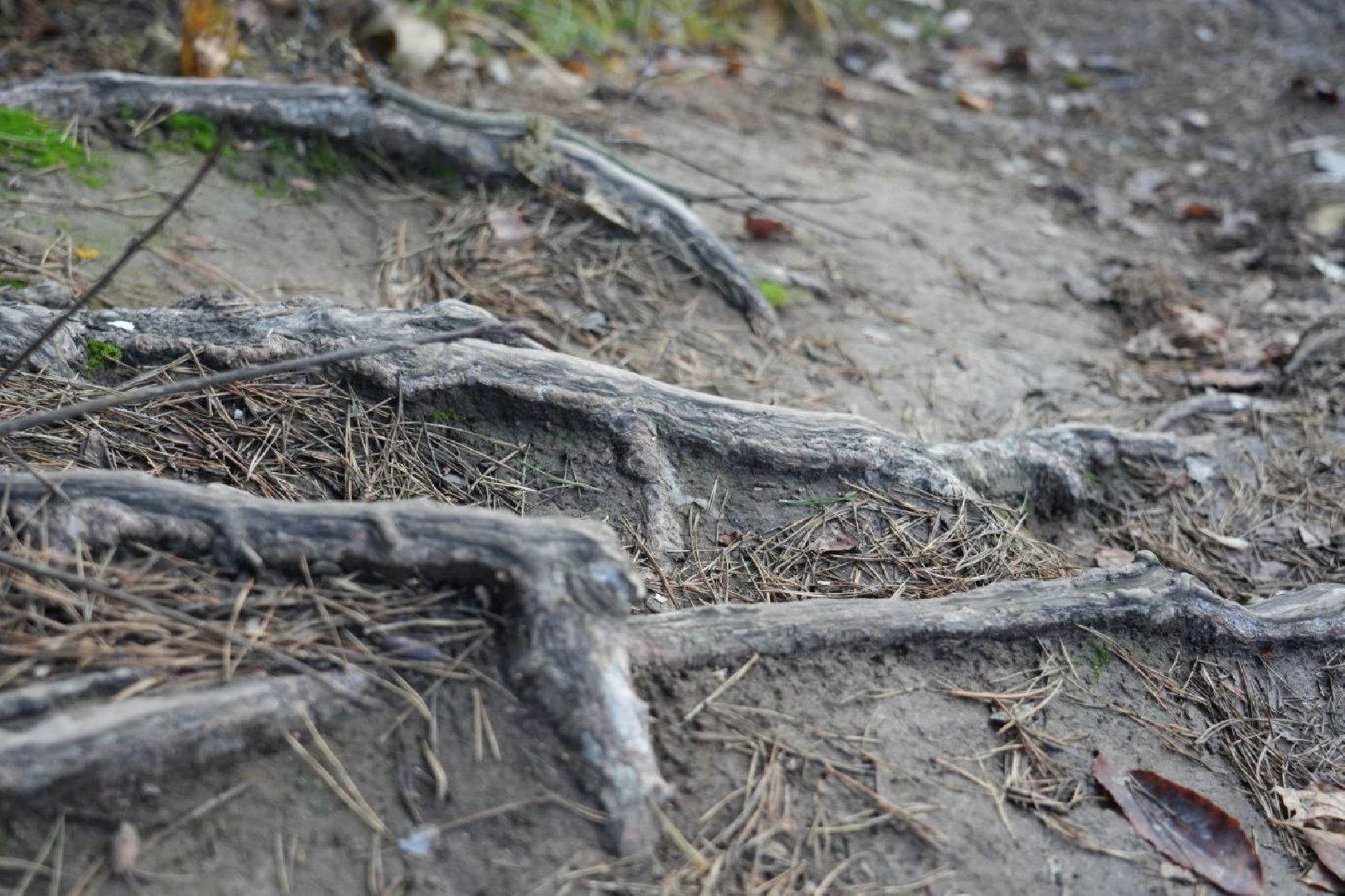 Благоустройство, Народная тропа, Сергиев Посад, Сергиево-Посадский городской округ, Экотропа, Экология, Природа, вертикалки,