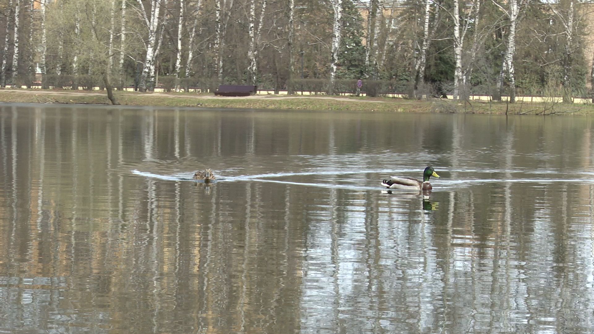Реутов, месяц чистоты, благоустройство, субботник, мусор, грязь