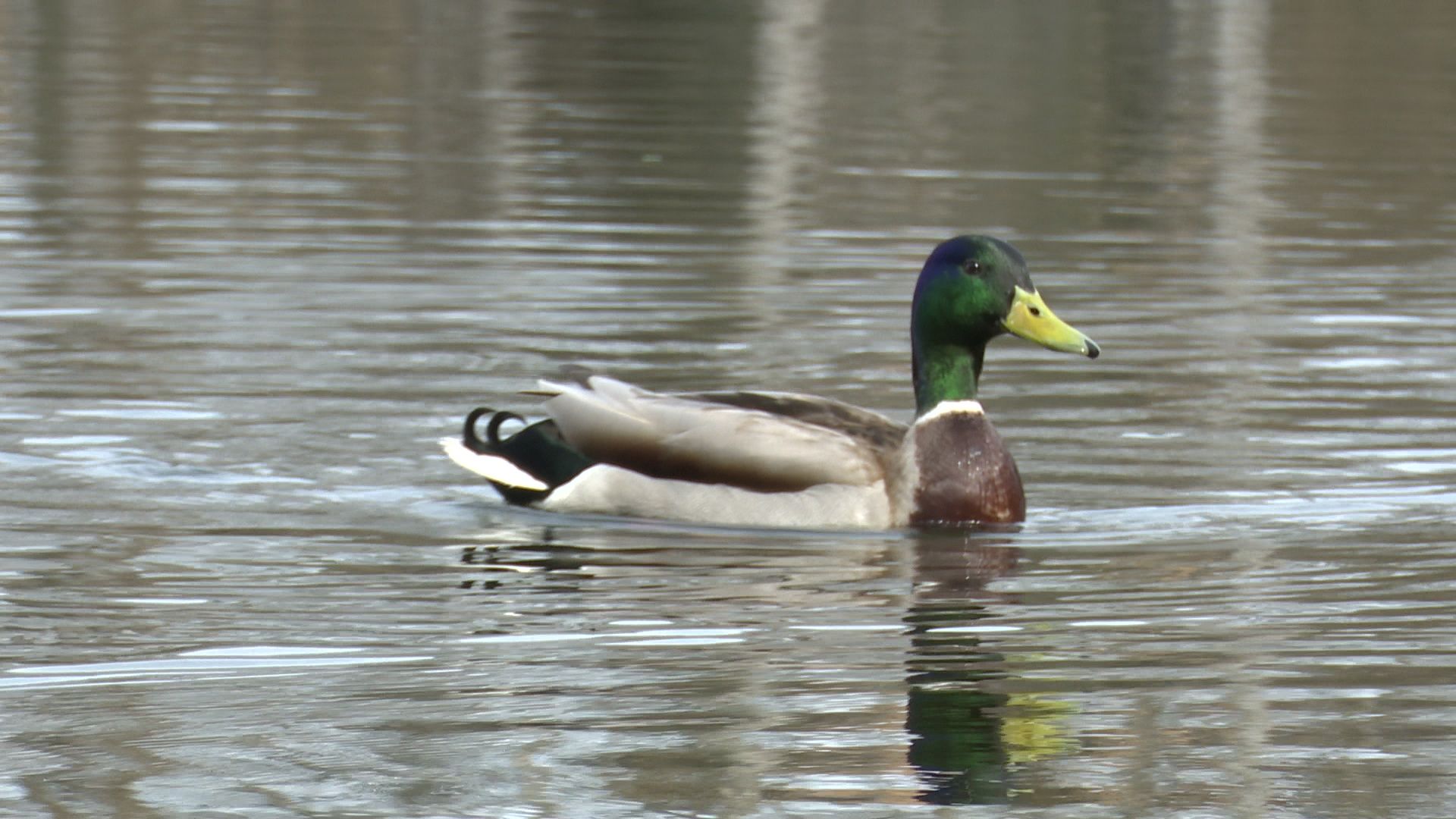Реутов, месяц чистоты, благоустройство, субботник, мусор, грязь