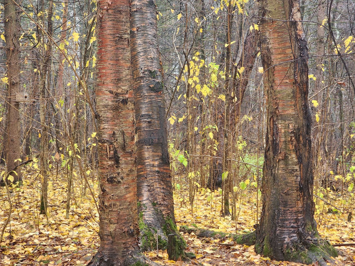 вертикалки, пушкино,